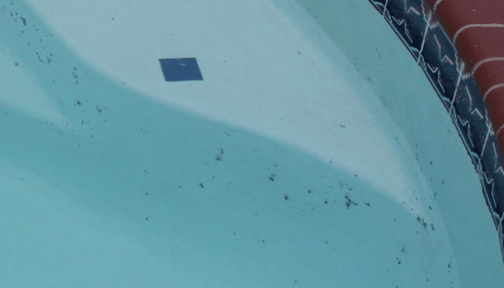 black algae in pools